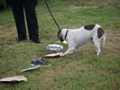 HM Prison Service Sniffer dog Zac, finding a hidden  mobile phone sim card